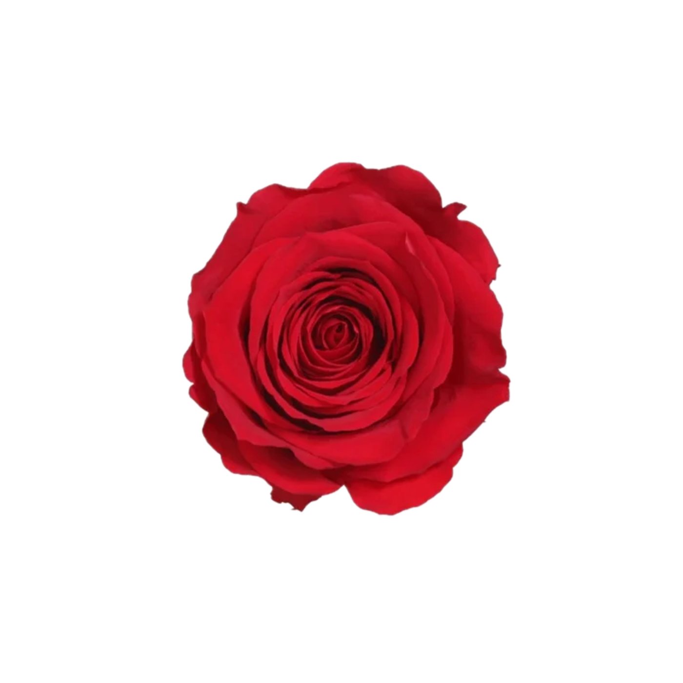 Trandafir lux 30 cm - imagine 3